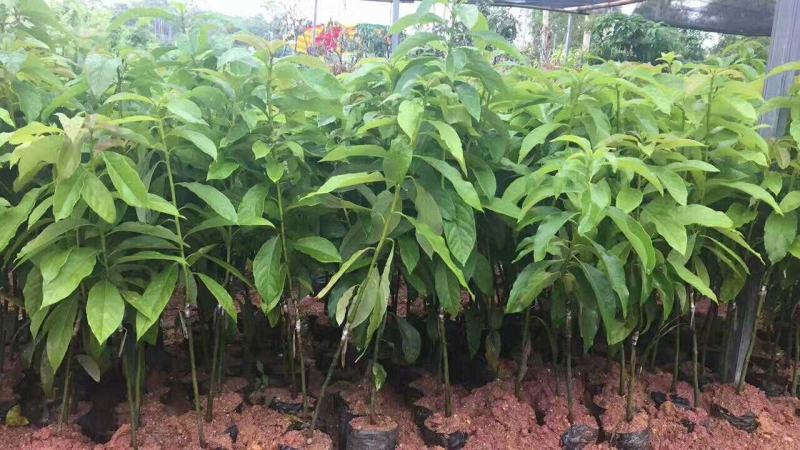 牛油果树苗桂垦大2号哈斯新品种越南青瓜鳄梨嫁接当年结果