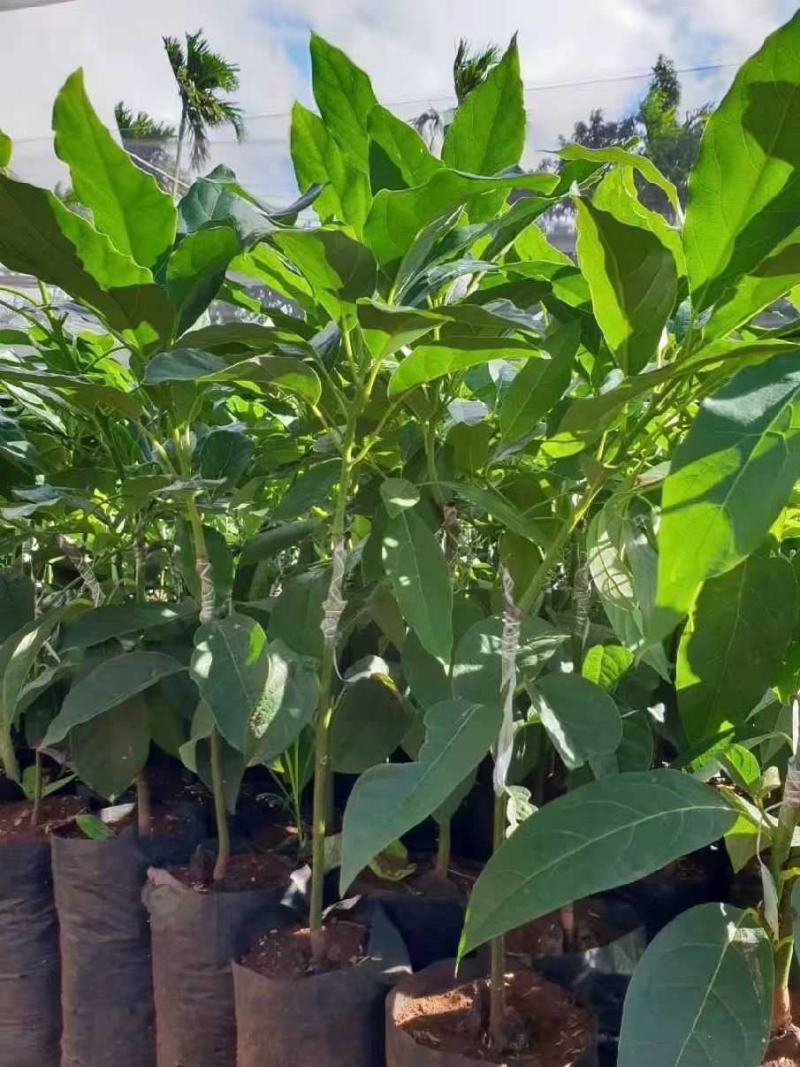 牛油果树苗桂垦大2号哈斯新品种越南青瓜鳄梨嫁接当年结果