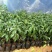 牛油果树苗桂垦大2号哈斯新品种越南青瓜鳄梨嫁接当年结果