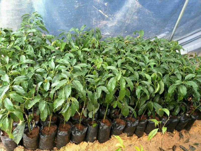 牛油果树苗桂垦大2号哈斯新品种越南青瓜鳄梨嫁接当年结果