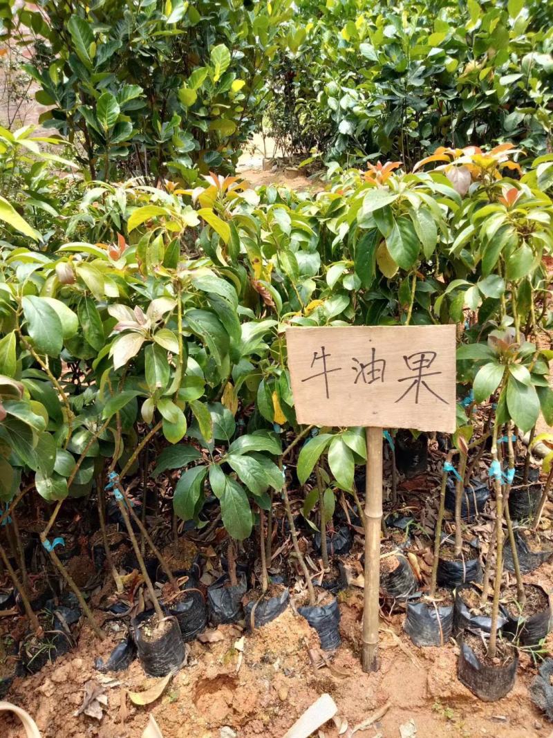 牛油果树苗桂垦大2号哈斯新品种越南青瓜鳄梨嫁接当年结果