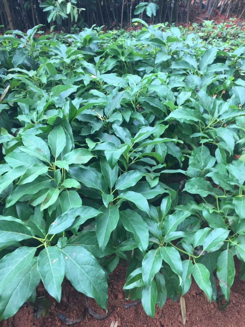 牛油果树苗桂垦大2号哈斯新品种越南青瓜鳄梨嫁接当年结果