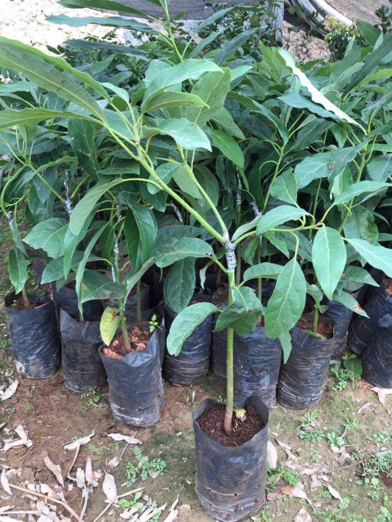牛油果树苗桂垦大2号哈斯新品种越南青瓜鳄梨嫁接当年结果