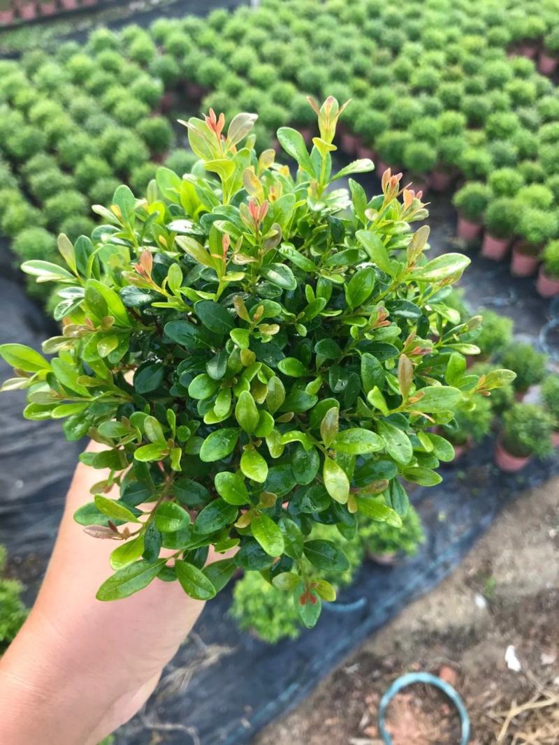 小叶赤楠室外迷你盆栽
