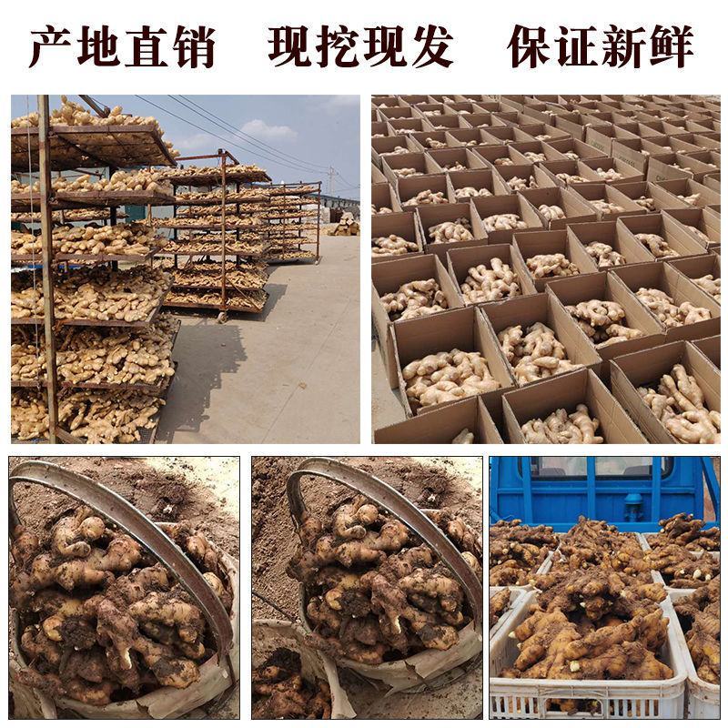 生姜，山东，大黄姜，坏烂包赔，保证质量，大量供应。