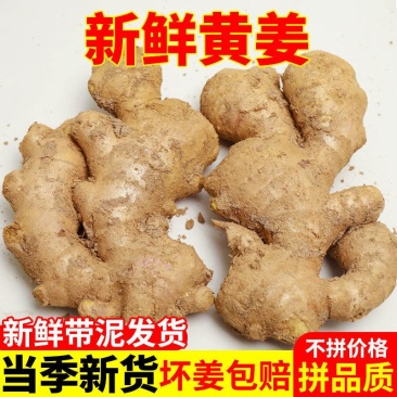 生姜，山东，大黄姜，坏烂包赔，保证质量，大量供应。