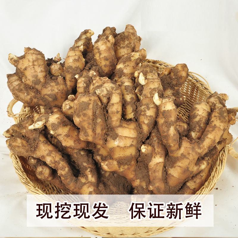 生姜，山东，大黄姜，坏烂包赔，保证质量，大量供应。