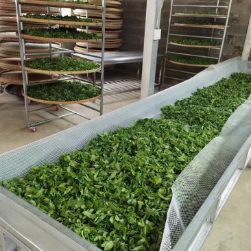 大树茶