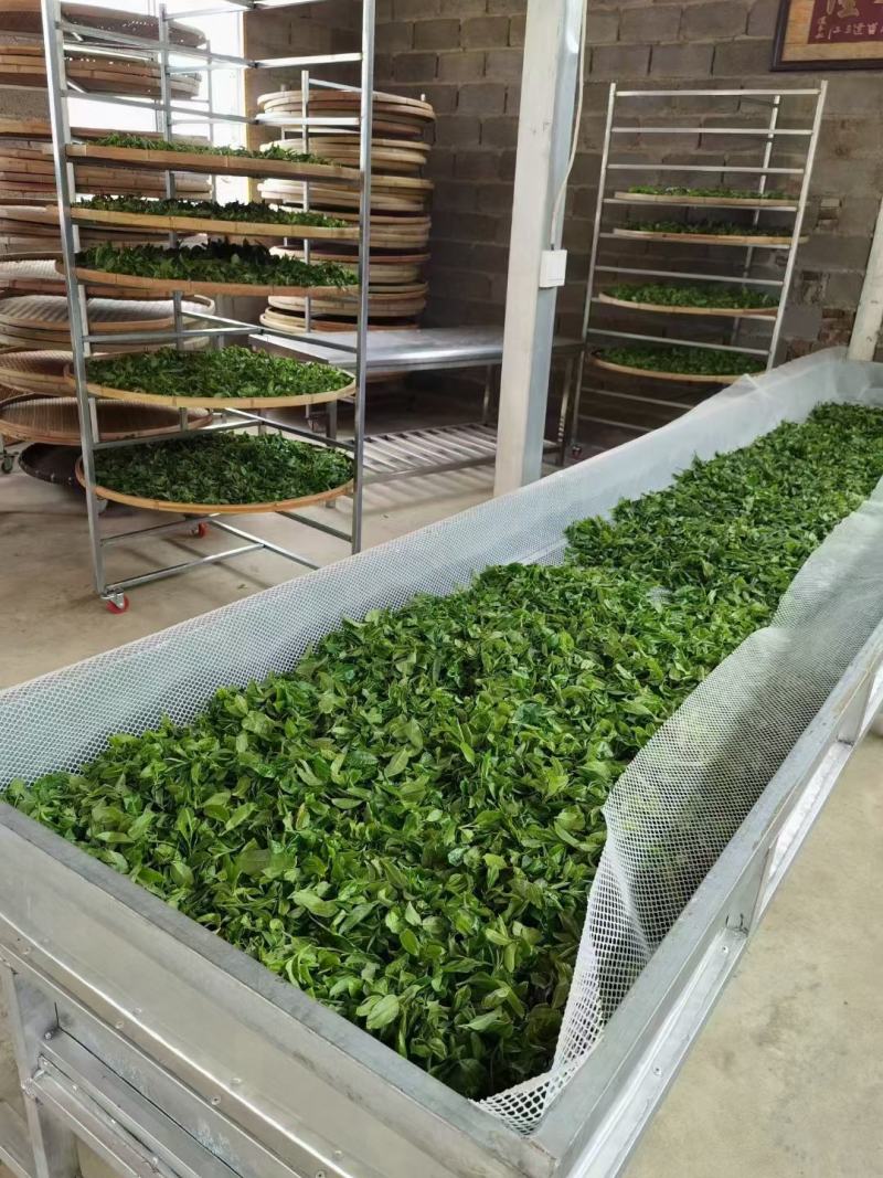 大树茶