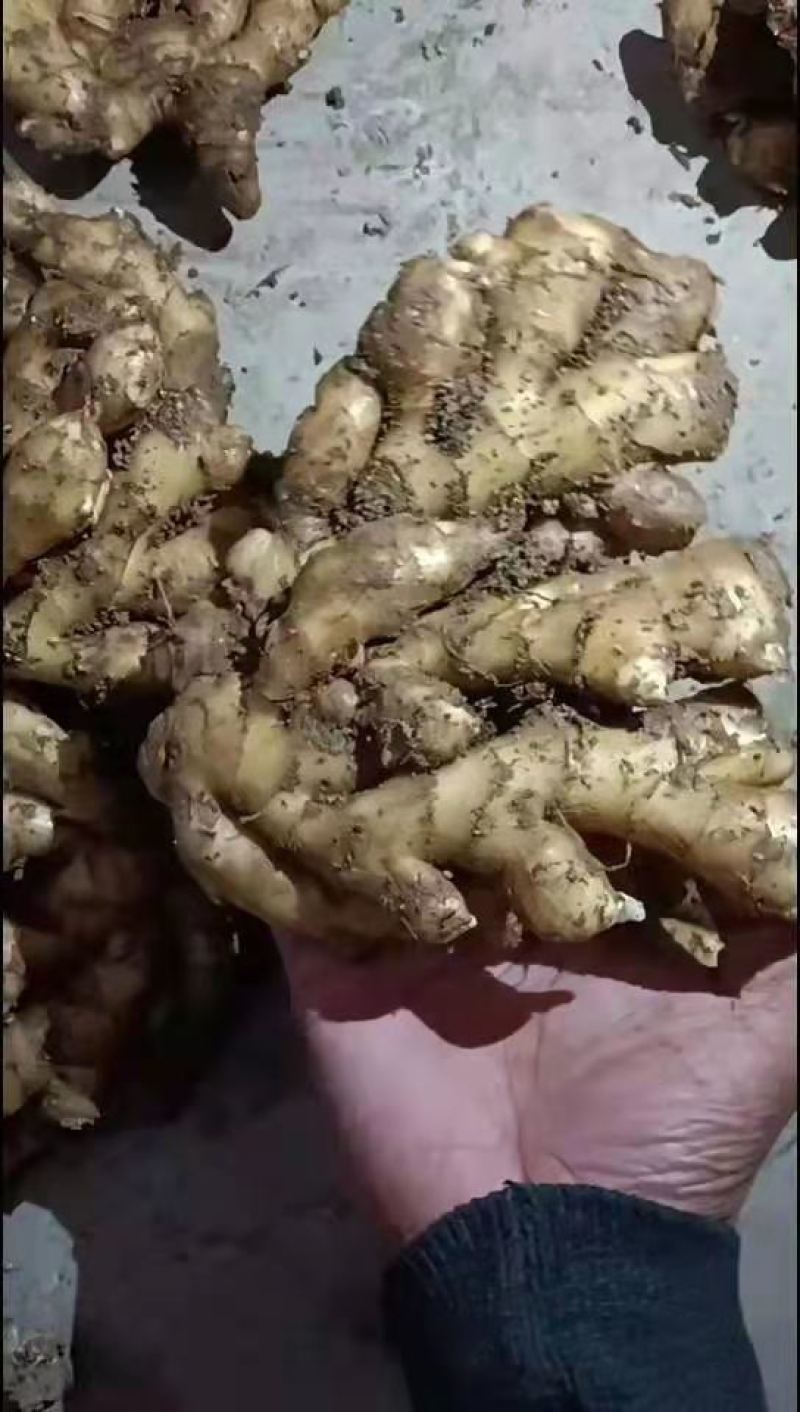 生姜山东小黄姜坏烂包赔基地直发实力代办量大价优