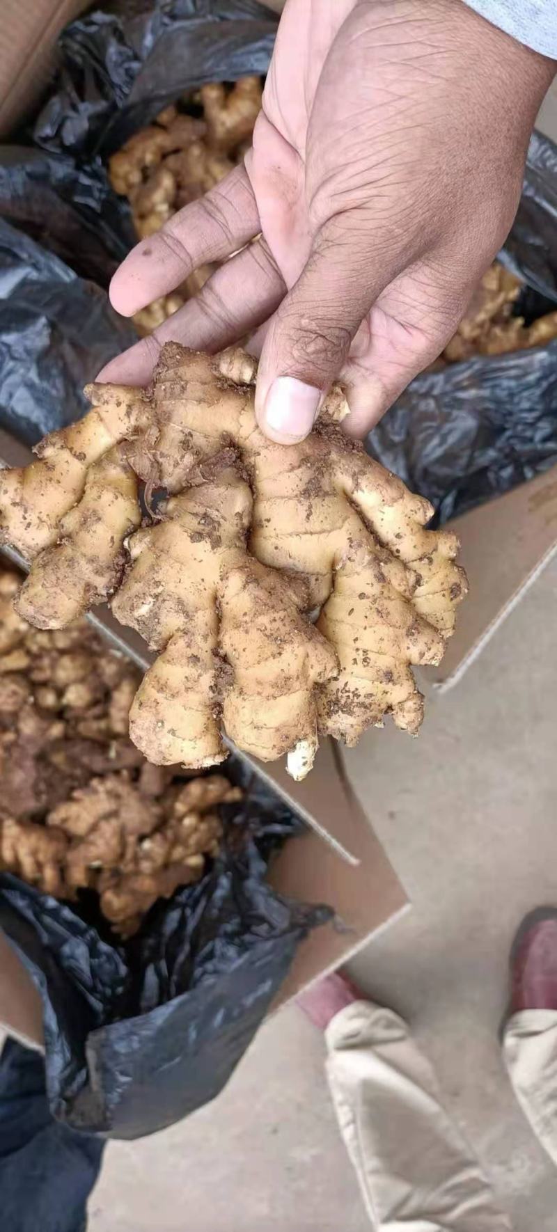生姜山东小黄姜坏烂包赔基地直发实力代办量大价优