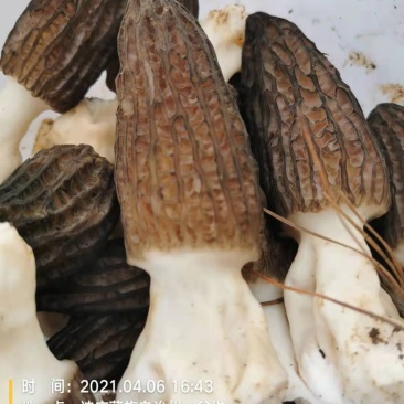 羊肚菌新鲜的