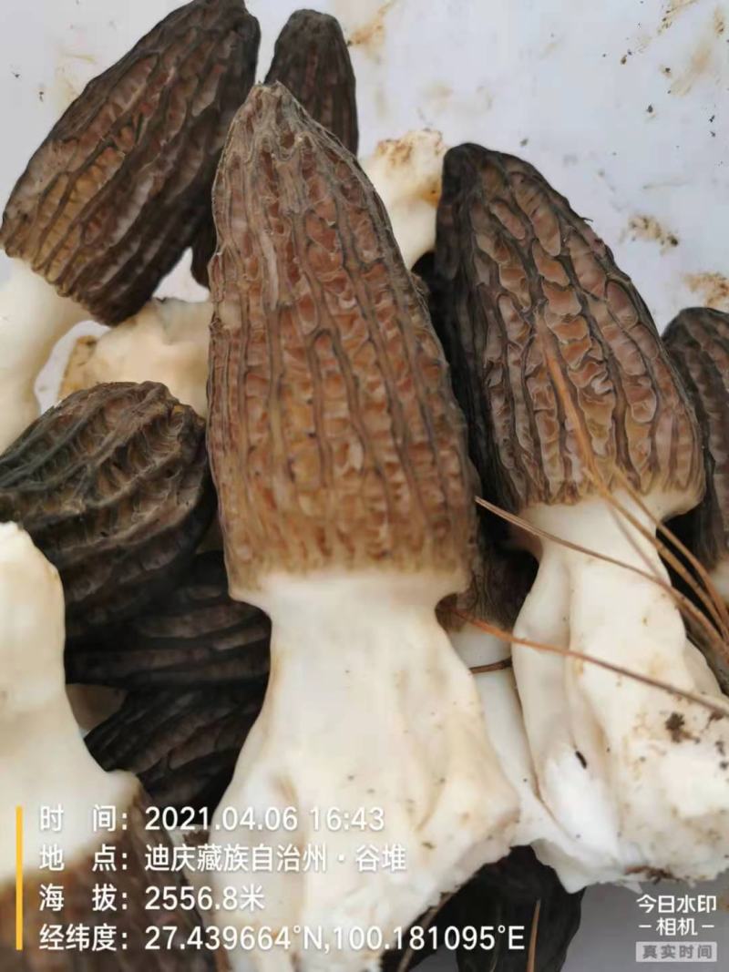 羊肚菌新鲜的