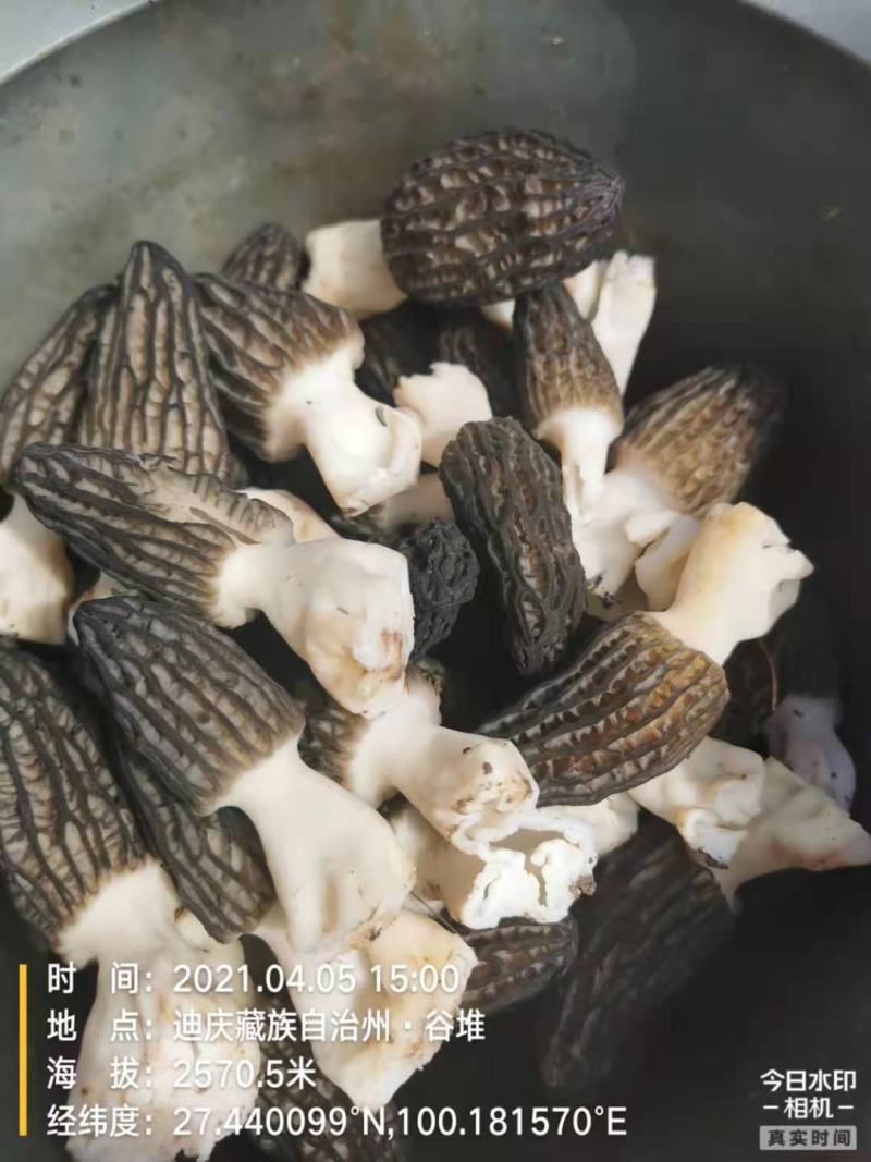 羊肚菌新鲜的
