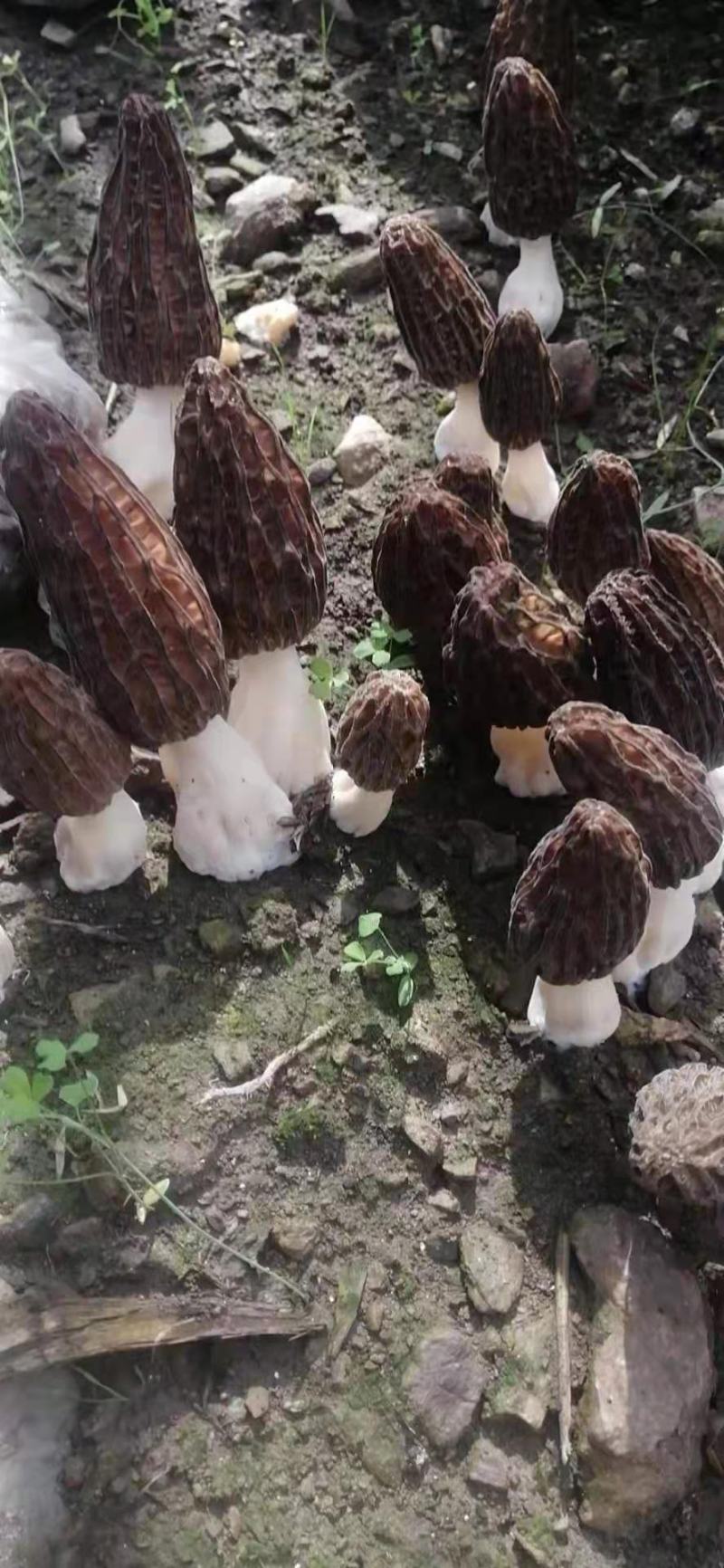 羊肚菌新鲜的