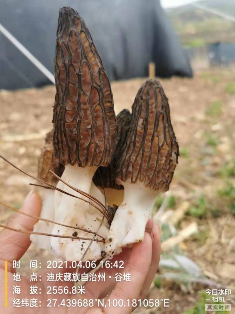 羊肚菌新鲜的
