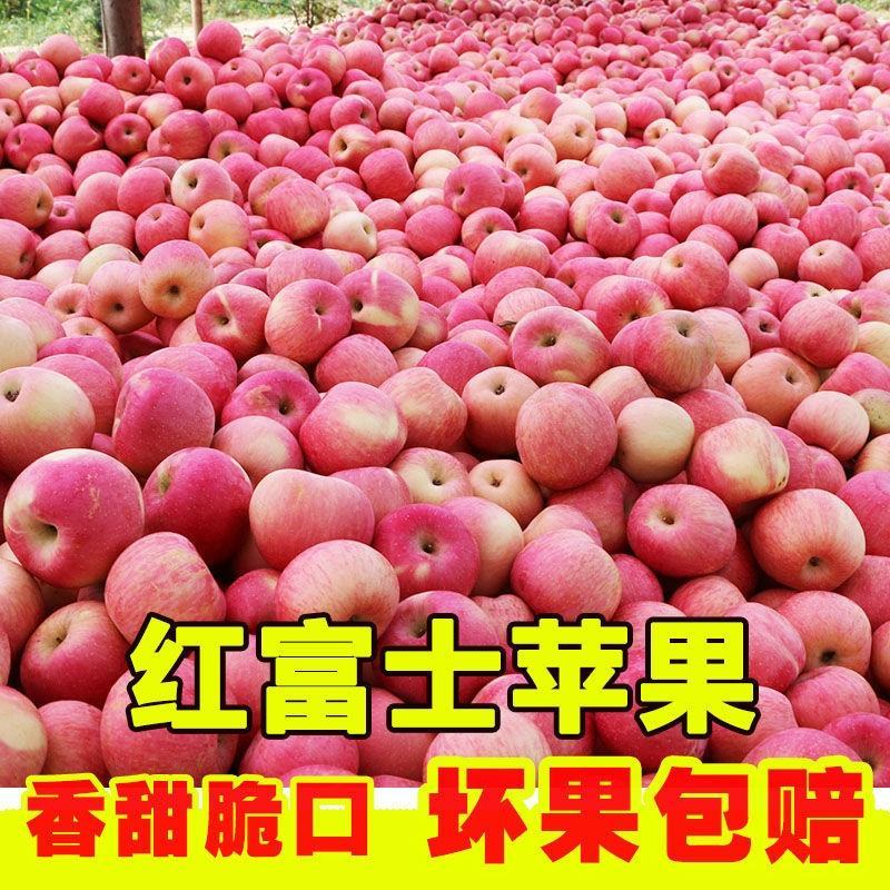 【红富士产地】山东苹果直发质量保证纸袋膜袋诚信经营