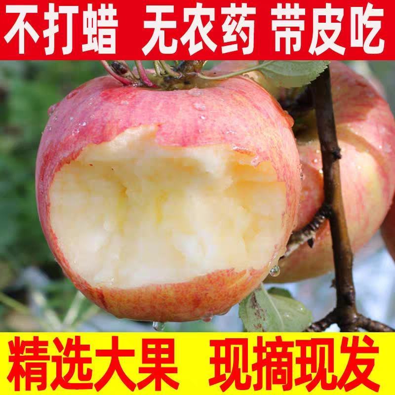 【红富士产地】山东苹果直发质量保证纸袋膜袋诚信经营