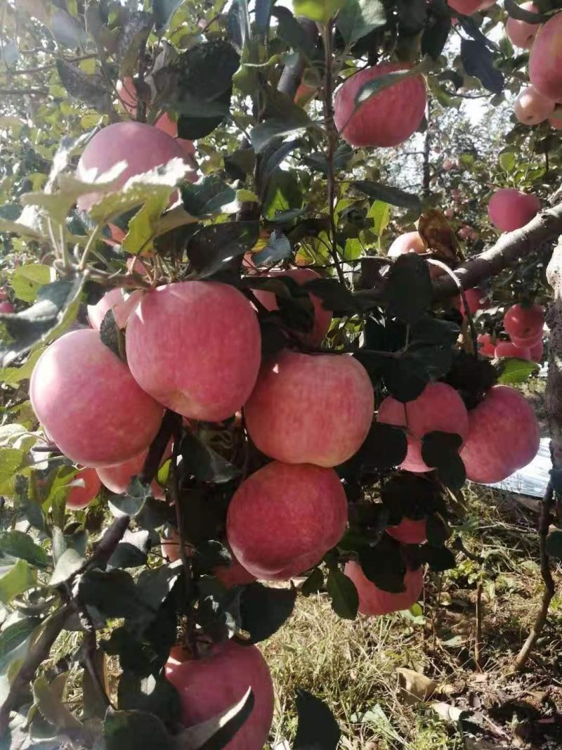 【红富士产地】山东苹果直发质量保证纸袋膜袋诚信经营
