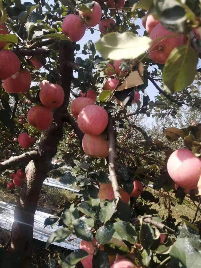 【红富士产地】山东苹果直发质量保证纸袋膜袋诚信经营