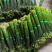 精品韭苔大量上市中质量优质诚信经营