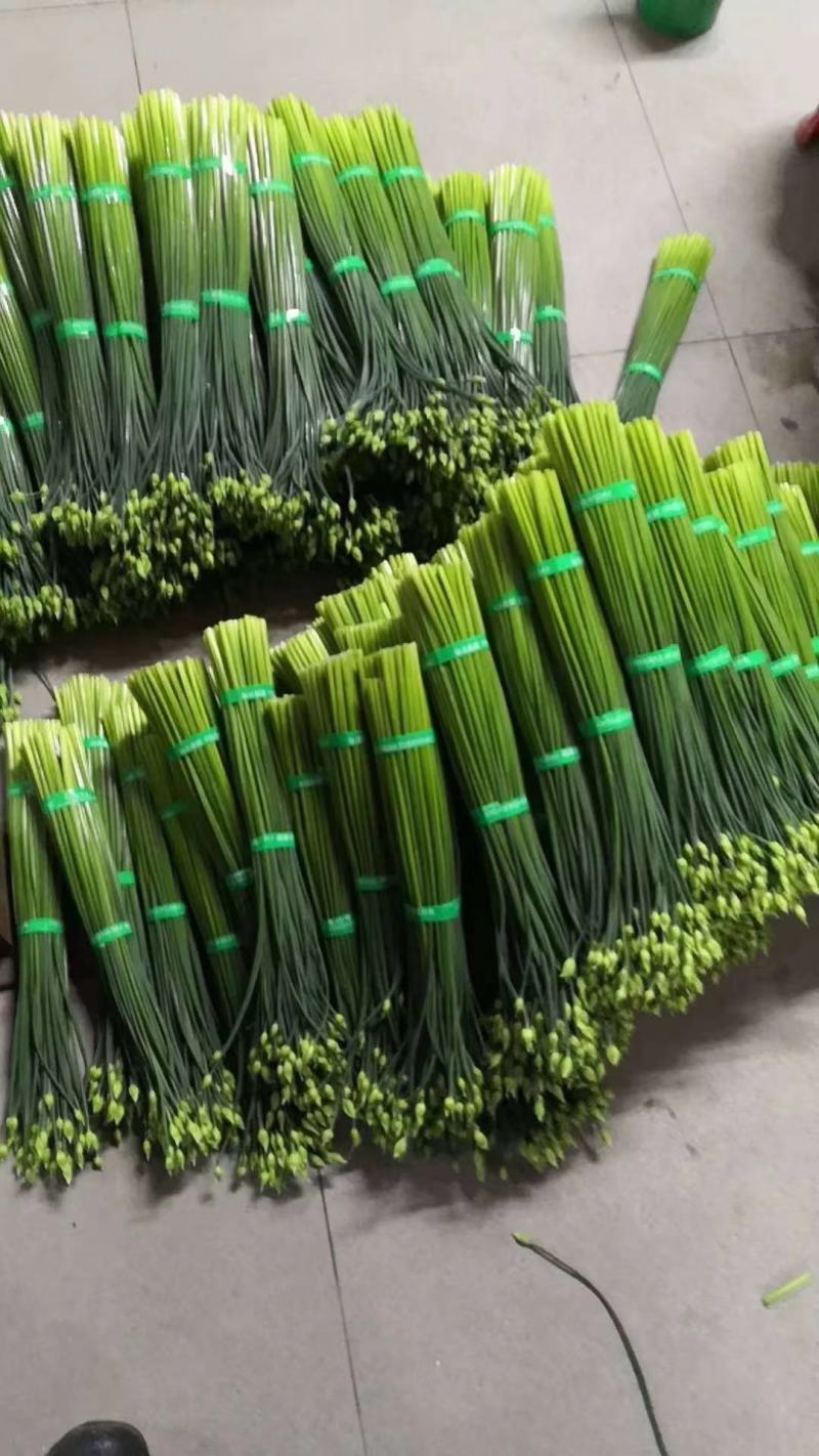 精品韭苔大量上市中质量优质诚信经营