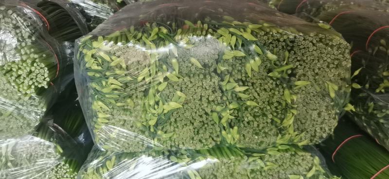 精品韭苔大量上市中质量优质诚信经营