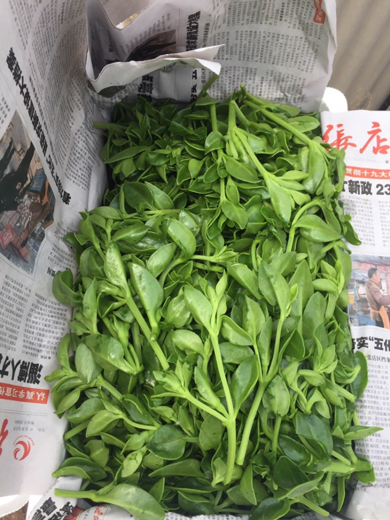 田七基地直供现采现发货常年供应欢迎电话咨询