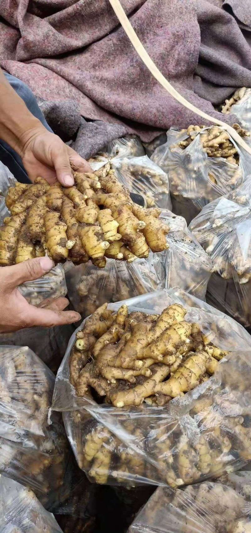 生姜山东小黄姜坏烂包赔基地直发实力代办量大价优