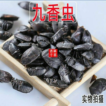中药材九香虫炒九香虫小九香虫打屁虫包邮