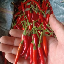 朝天椒