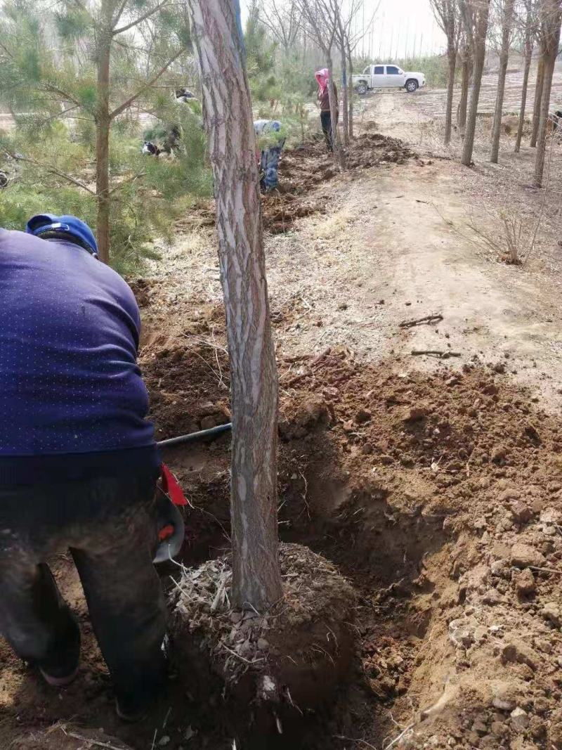 圆冠榆12公分甘肃货源需要圆冠榆1到12公分产地直销