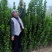 丛生大冠北海道黄杨，回剪苗基地看货，现起现发