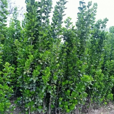 丛生大冠北海道黄杨，回剪苗基地看货，现起现发