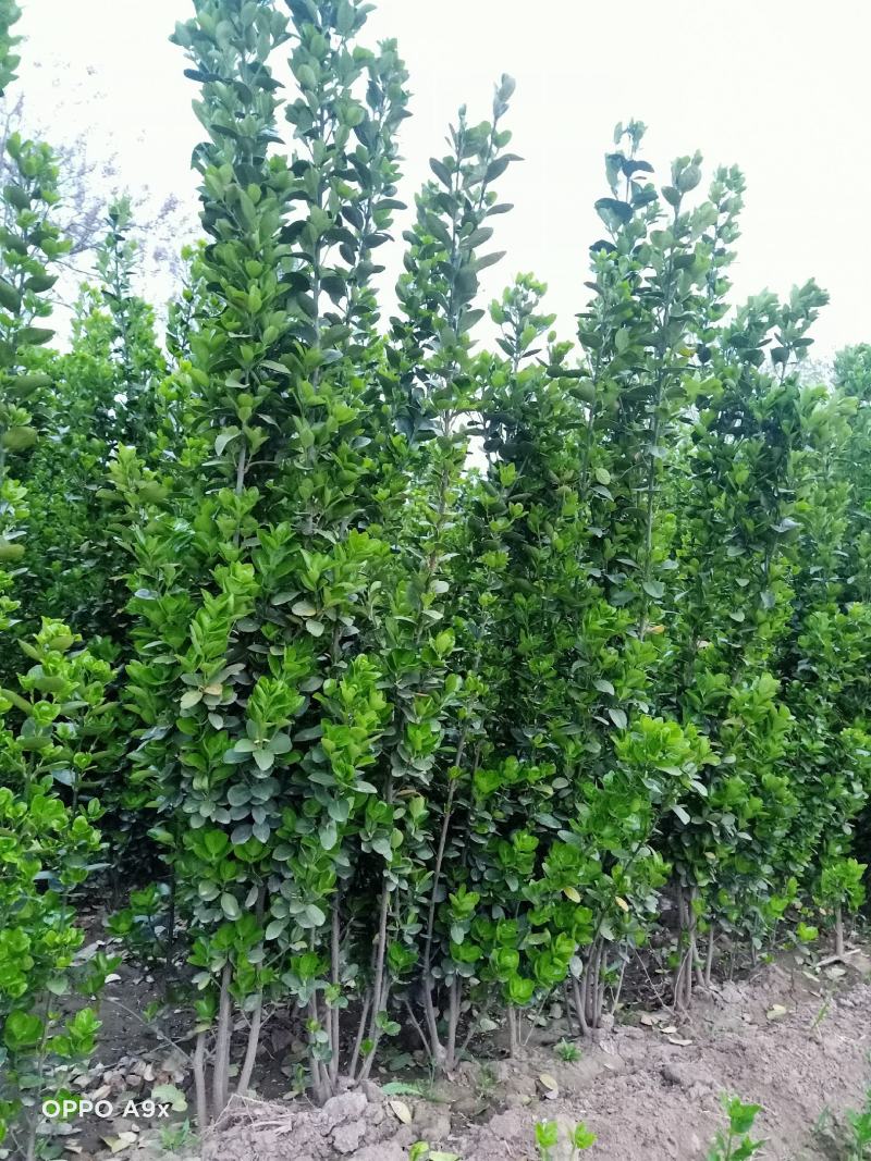 丛生大冠北海道黄杨，回剪苗基地看货，现起现发