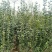 丛生大冠北海道黄杨，回剪苗基地看货，现起现发