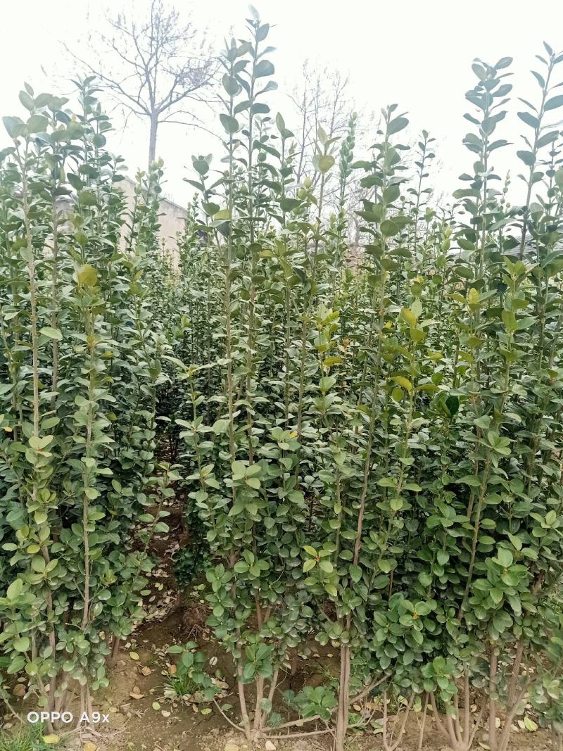 丛生大冠北海道黄杨，回剪苗基地看货，现起现发