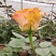 精选月季花苗金色海岸云南昆明基地供应根系发达量大从优