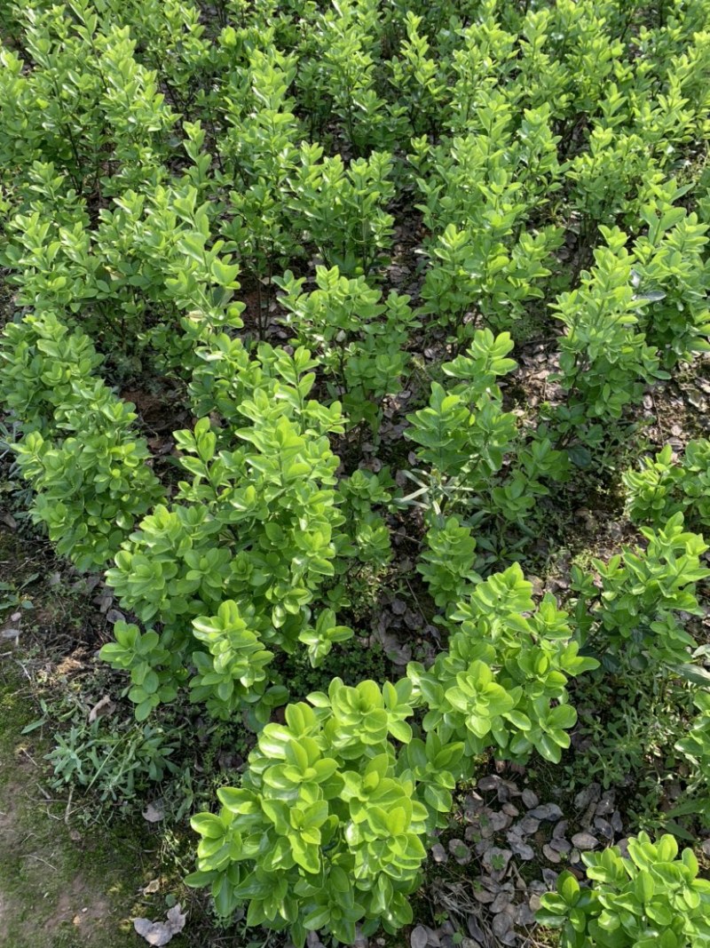 大叶黄杨，大叶黄洋小苗及毛球**，工程绿化苗。