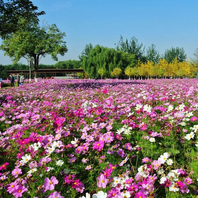 波斯菊包衣种子大量现货包邮发货花海热门包邮