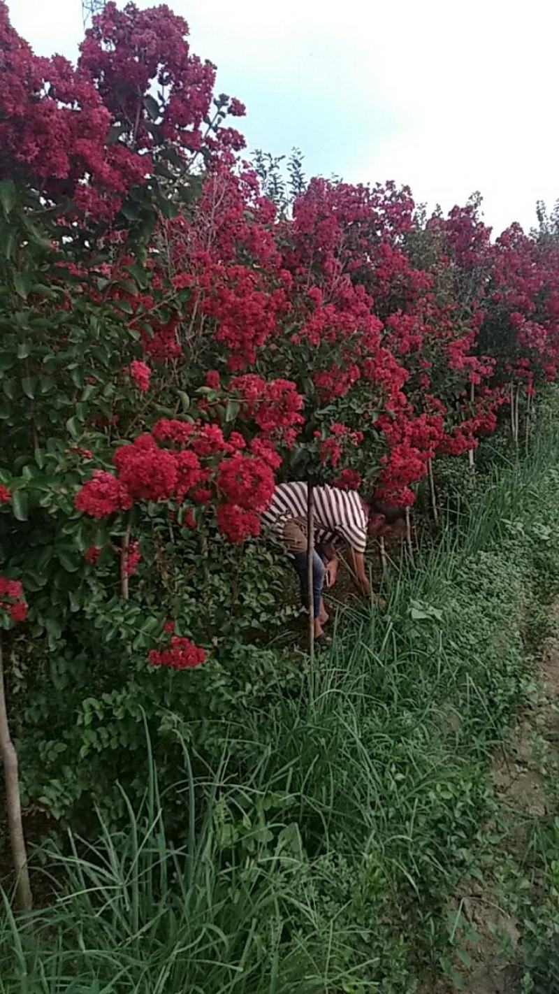 红火剑紫薇红火球紫薇，美国紫薇耐寒，花期长