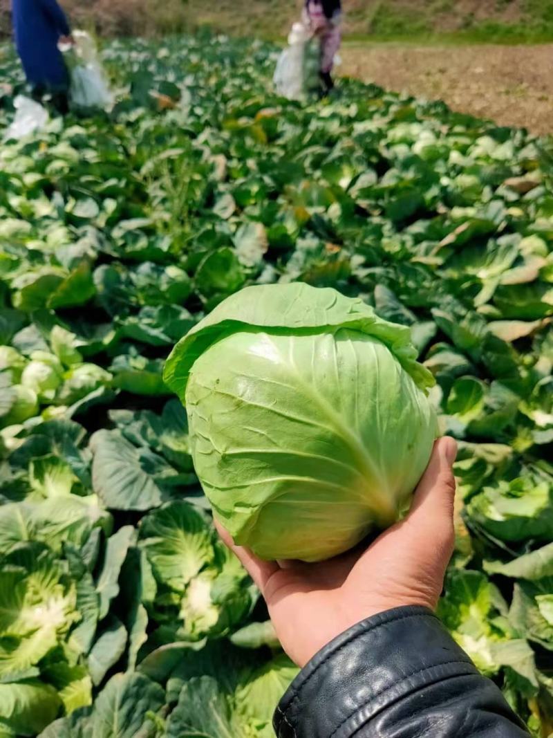 蔬菜