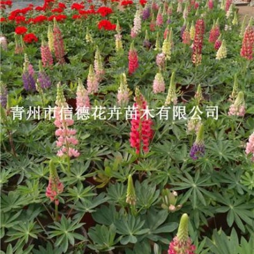 新上市羽扇豆又叫鲁冰花，苗圃直供，基地发货