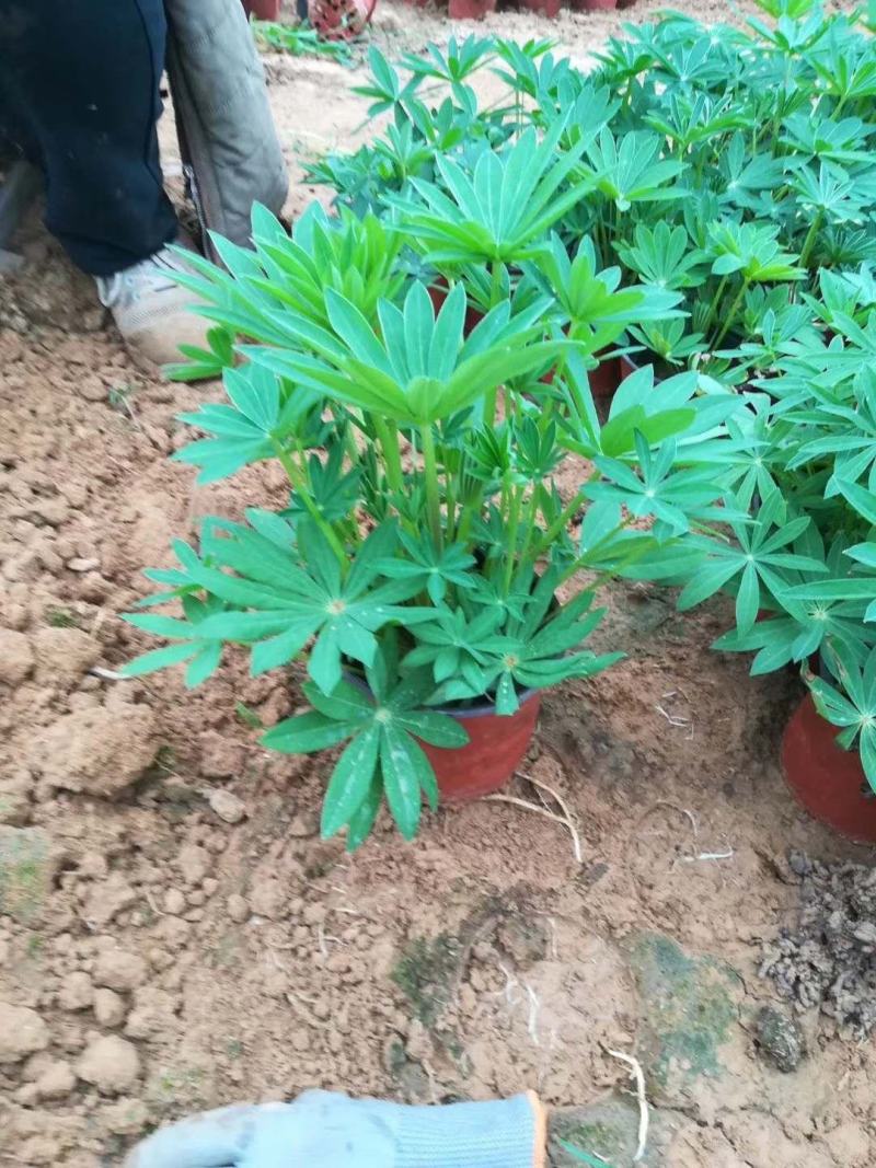 新上市羽扇豆又叫鲁冰花，苗圃直供，基地发货