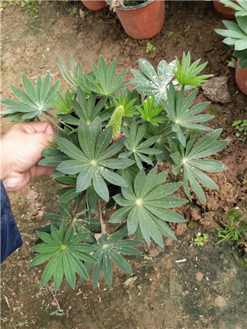新上市羽扇豆又叫鲁冰花，苗圃直供，基地发货