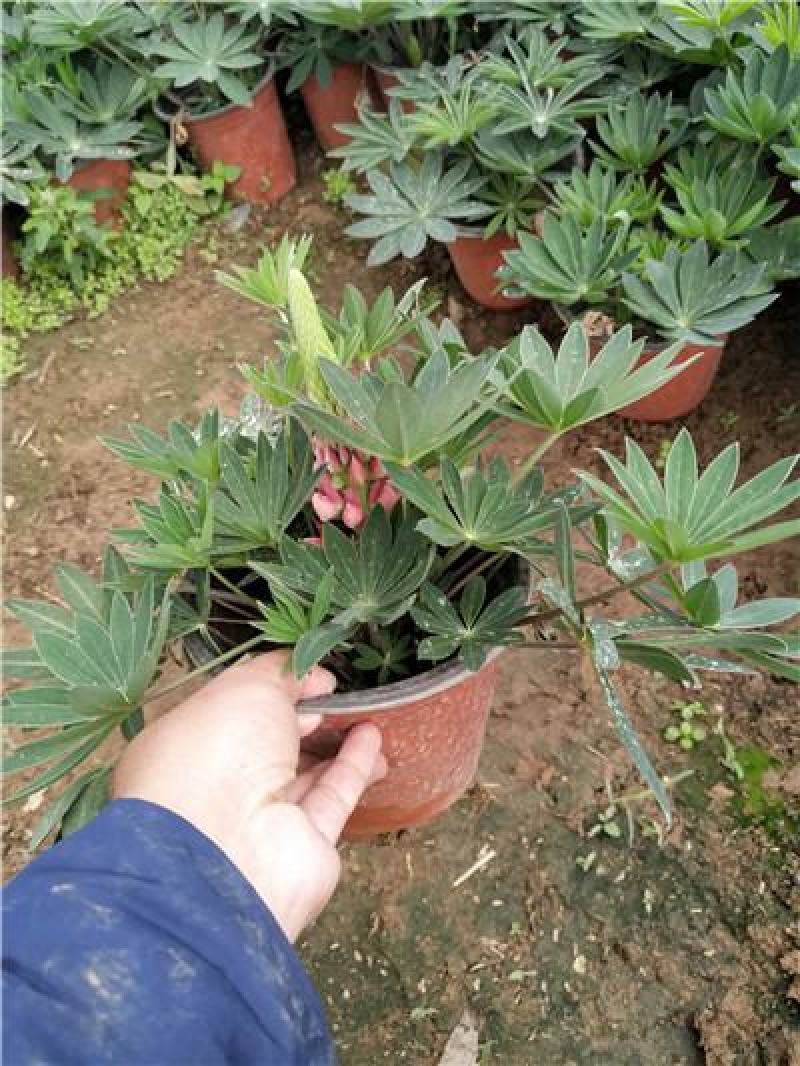 新上市羽扇豆又叫鲁冰花，苗圃直供，基地发货