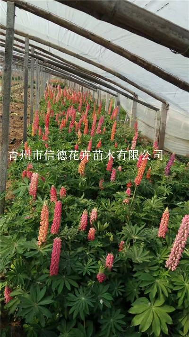 新上市羽扇豆又叫鲁冰花，苗圃直供，基地发货