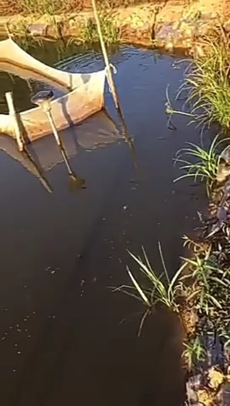 马口鱼苗