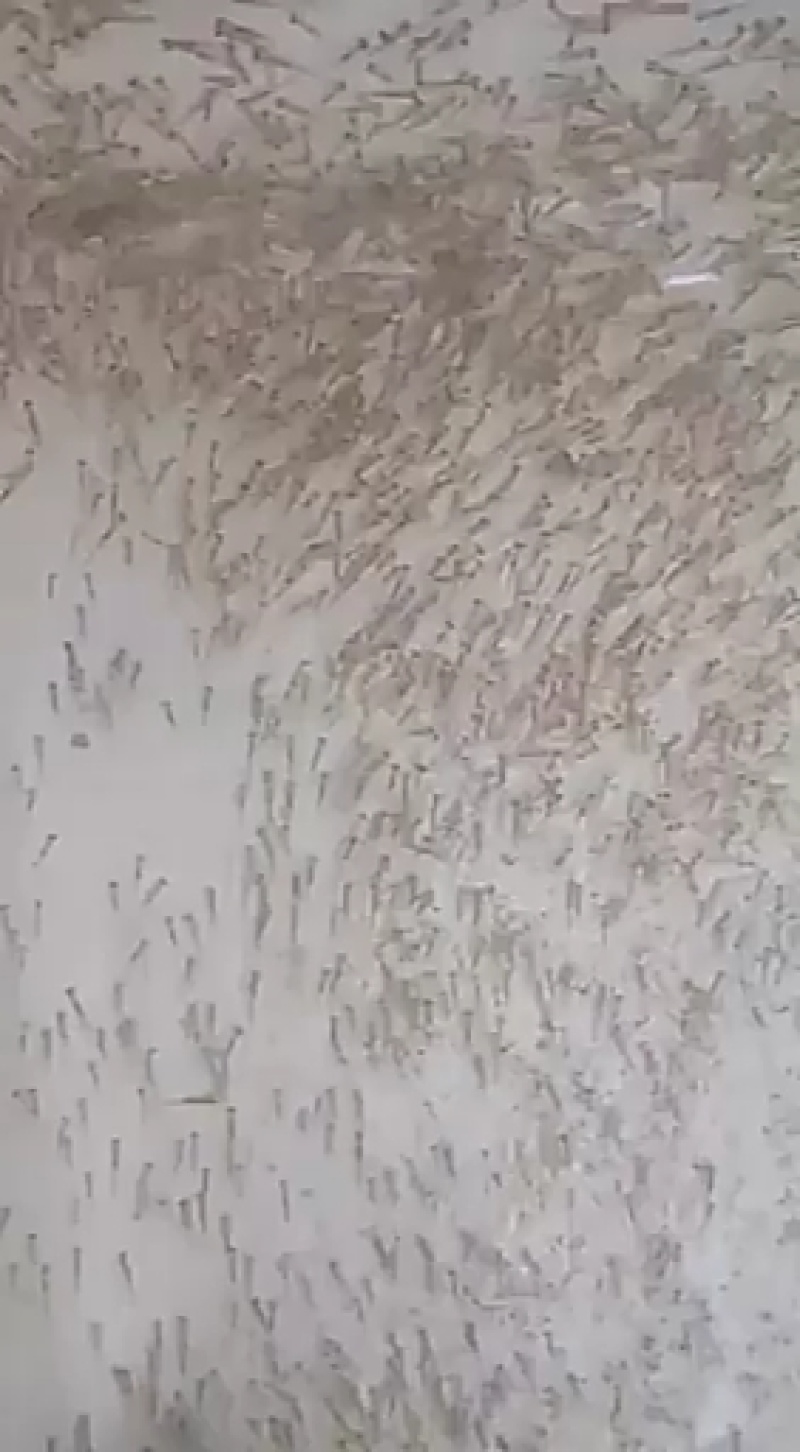 马口鱼苗