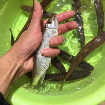 马口鱼苗